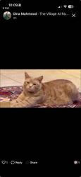 Lost Male Cat last seen Canda Del Rancho and Arroyo ridge, Santa Fe, NM 87508