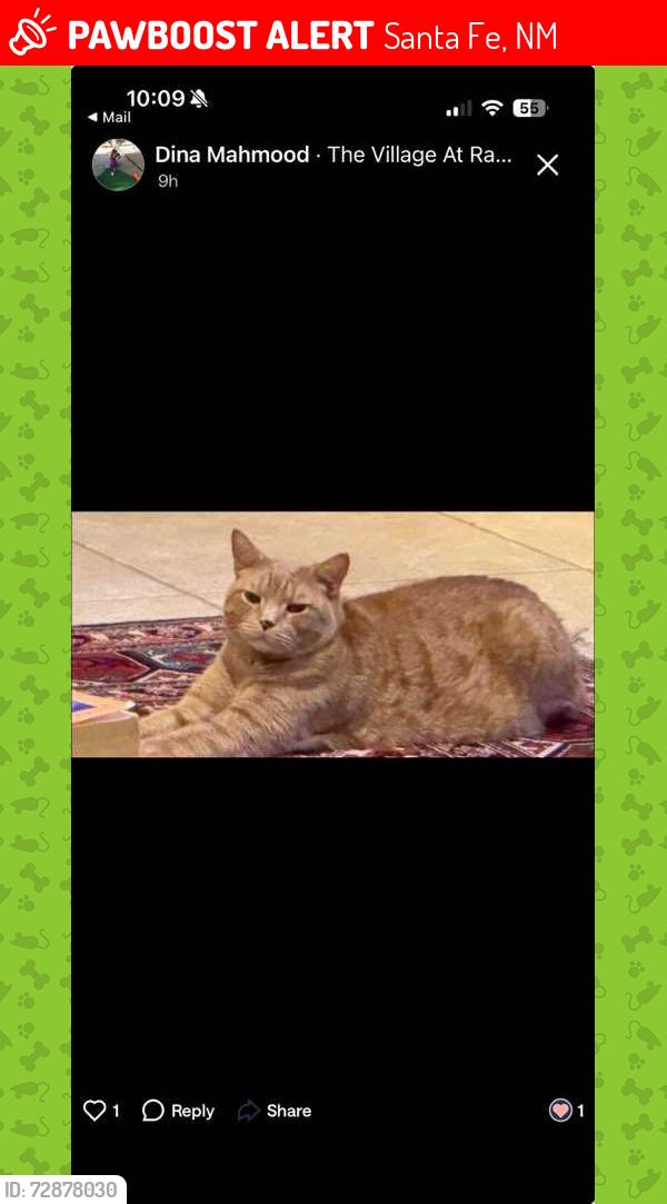 Lost Male Cat last seen Canda Del Rancho and Arroyo ridge, Santa Fe, NM 87508