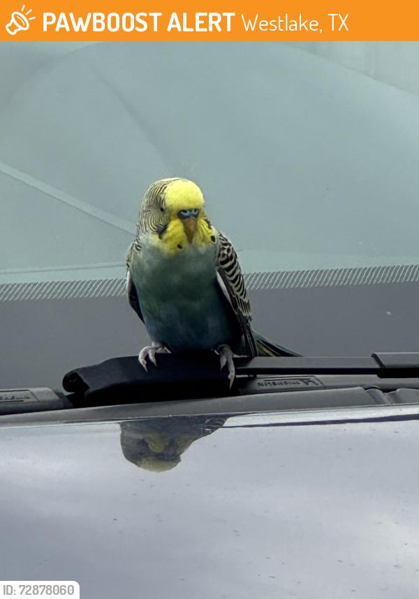 Found/Stray Male Bird last seen Leaning Willow Drive, Westlake, TX 77494