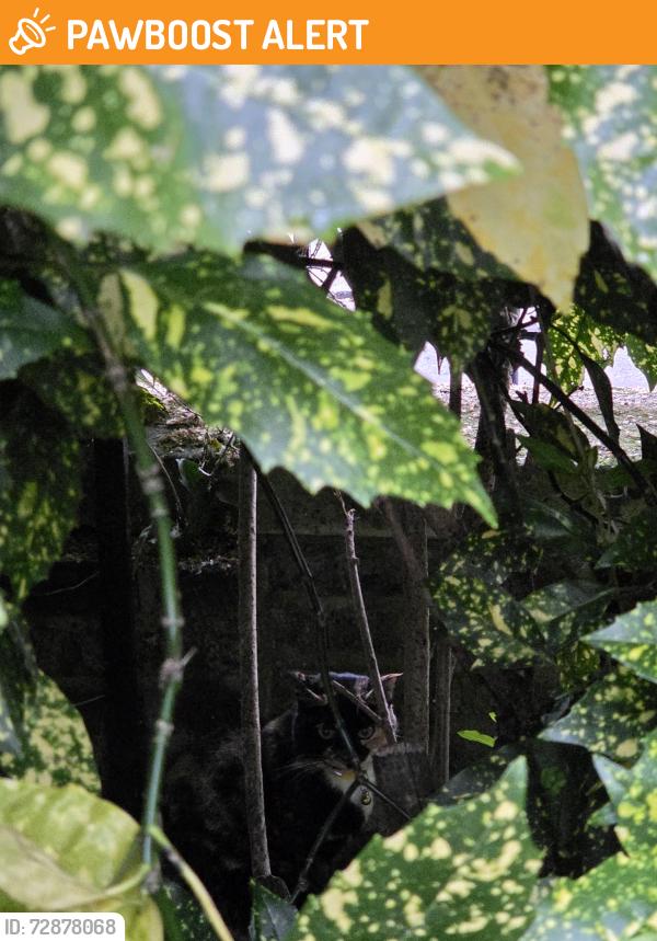 Found/Stray Unknown Cat last seen St johns wood high street park, St John's Wood, England 