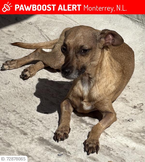 Lost Female Dog last seen Fomento Agrícola 503, Monterrey, N.L., México, Monterrey, N.L. 64103