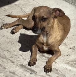 Lost Female Dog last seen Fomento Agrícola 503, Monterrey, N.L., México, Monterrey, N.L. 64103