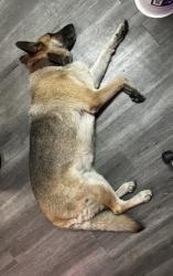Found/Stray Female Dog last seen Jacalitos restuarant, Grand Prairie, TX 75050
