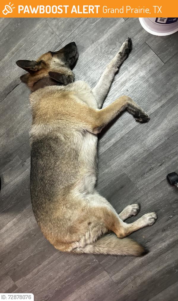 Found/Stray Female Dog last seen Jacalitos restuarant, Grand Prairie, TX 75050