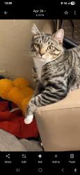 Lost Male Cat last seen Near Ritchie Highway Glen Burnie MD 21061, Glen Burnie, MD 21061