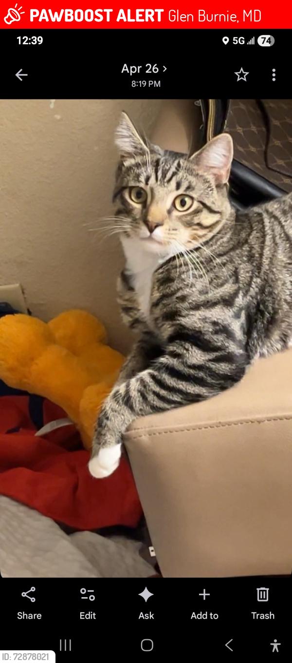 Lost Male Cat last seen Near Ritchie Highway Glen Burnie MD 21061, Glen Burnie, MD 21061