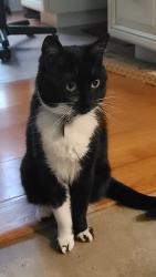 Lost Female Cat last seen old train tracks crossing on olive st, Florence, NJ 08518