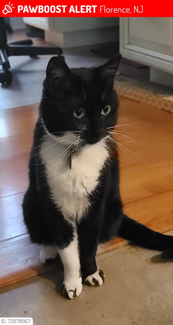 Lost Female Cat last seen old train tracks crossing on olive st, Florence, NJ 08518