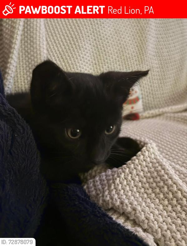 Lost Male Cat last seen Cherry hill s, Red Lion, PA 17356