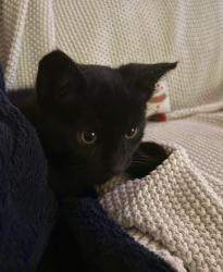 Lost Male Cat last seen Cherry hill s, Red Lion, PA 17356