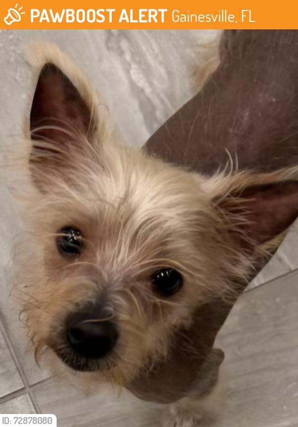 Found/Stray Unknown Dog last seen Near Super Walmart NE Gainesville , Gainesville, FL 32641