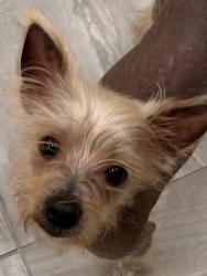 Found/Stray Unknown Dog last seen Near Super Walmart NE Gainesville , Gainesville, FL 32641
