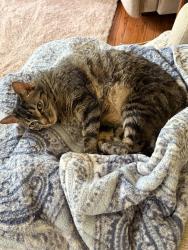 Lost Female Cat last seen Meadowmont, Clairmont Drive, Greystone Drive, Pittsburgh, PA 15241
