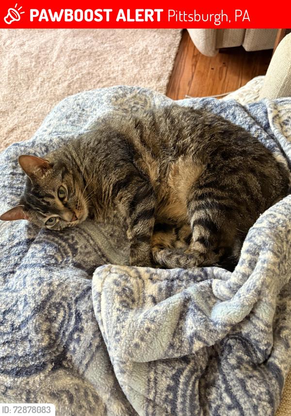 Lost Female Cat last seen Meadowmont, Clairmont Drive, Greystone Drive, Pittsburgh, PA 15241