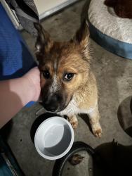 Found/Stray Male Dog last seen Lipoma Firs, Puyallup, WA 98374
