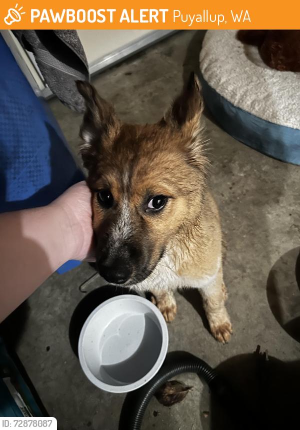 Found/Stray Male Dog last seen Lipoma Firs, Puyallup, WA 98374