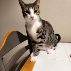 Lost Male Cat last seen North Desert Palms apmts, El Paso, TX 79924