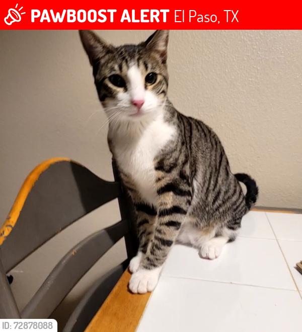 Lost Male Cat last seen North Desert Palms apmts, El Paso, TX 79924