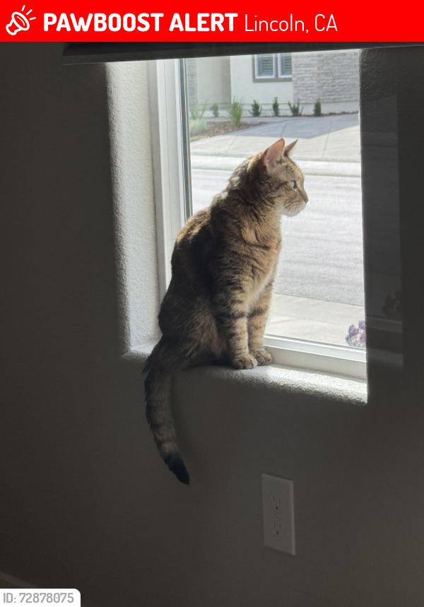 Lost Female Cat last seen Trilogy 55+ Community , Lincoln, CA 95648