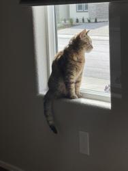 Lost Female Cat last seen Trilogy 55+ Community , Lincoln, CA 95648