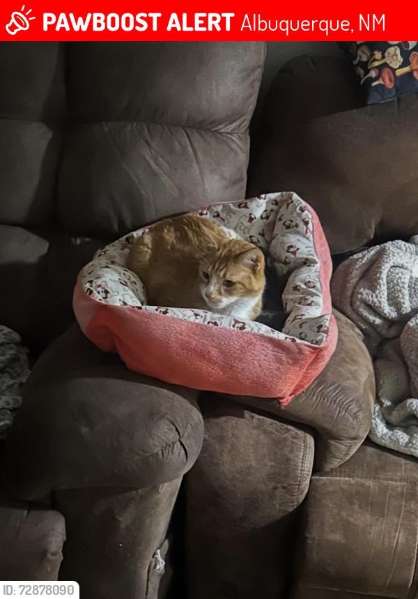 Lost Male Cat last seen Spain and tramway , Albuquerque, NM 87111