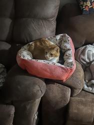 Lost Male Cat last seen Spain and tramway , Albuquerque, NM 87111