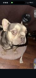 Lost Male Dog last seen Near Madison street Delano CA, Delano, CA 93215
