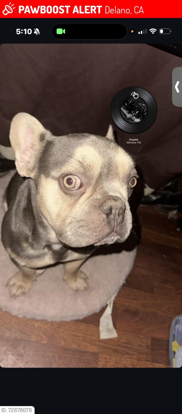 Lost Male Dog last seen Near Madison street Delano CA, Delano, CA 93215