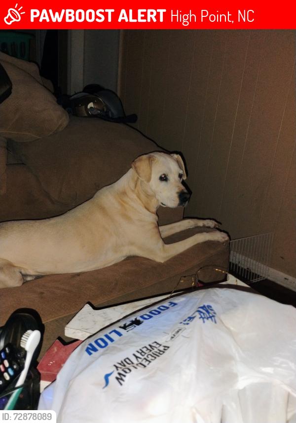 Lost Female Dog last seen Blair Park golf course, High Point, NC 27260