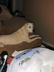 Lost Female Dog last seen Blair Park golf course, High Point, NC 27260