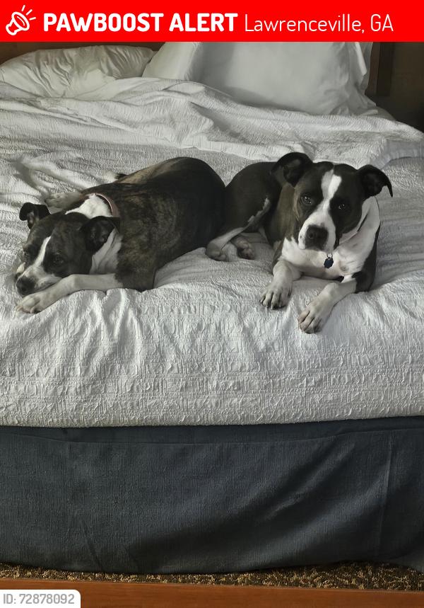 Lost Female Dog last seen Collins Hill Road, Lawrenceville, GA 30043