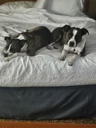 Lost Female Dog last seen Collins Hill Road, Lawrenceville, GA 30043