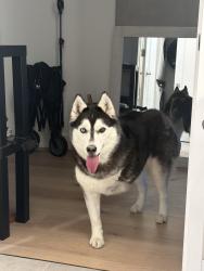 Found/Stray Female Dog last seen Colorado blvd running to city park, Denver, CO 80206