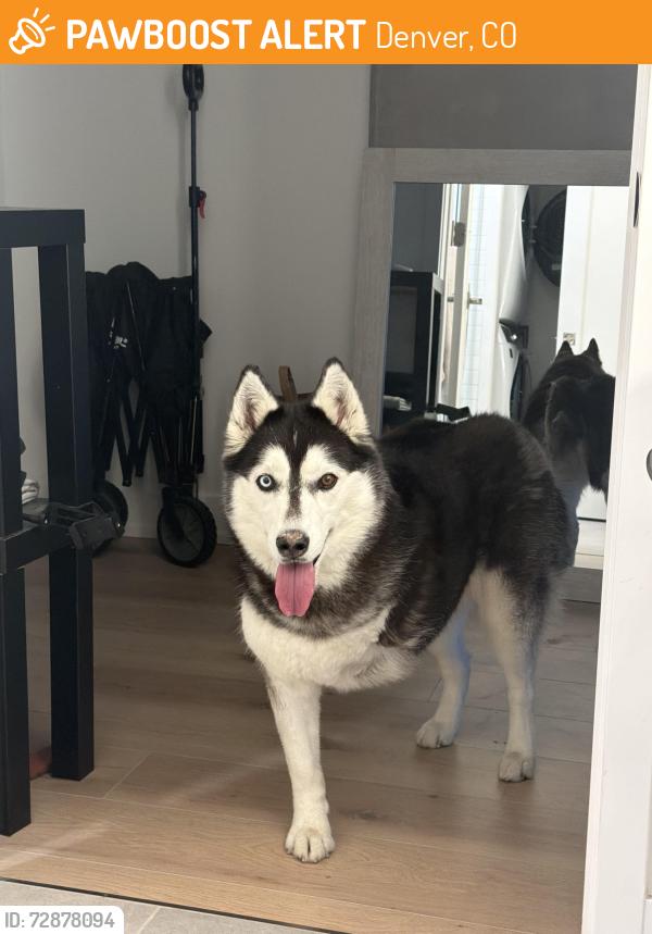 Found/Stray Female Dog last seen Colorado blvd running to city park, Denver, CO 80206