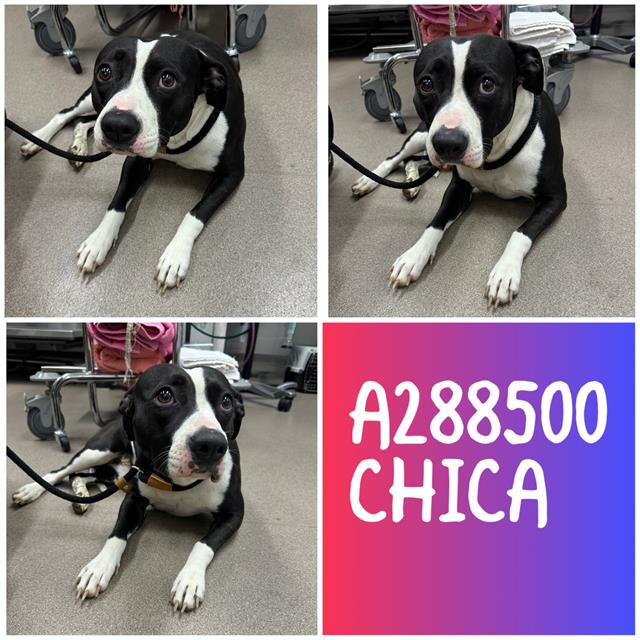 Shelter Stray Female Dog last seen AYERS RD @ MUMFORD RD, Macon, GA 31216