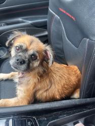 Found/Stray Female Dog last seen Charles Ave Inverness fl , Inverness, FL 34453