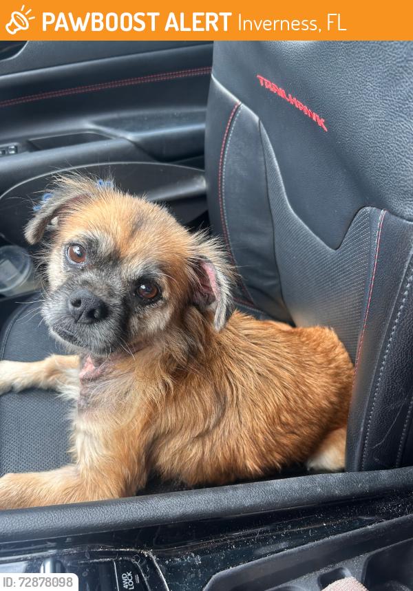 Found/Stray Female Dog last seen Charles Ave Inverness fl , Inverness, FL 34453