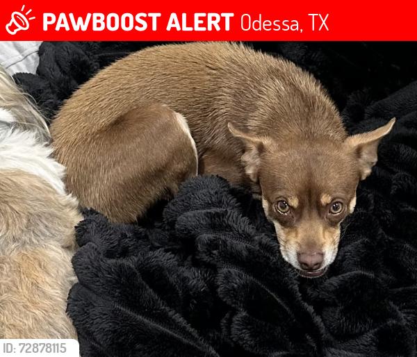 Lost Male Dog last seen Between Golder and West county , Odessa, TX 79763