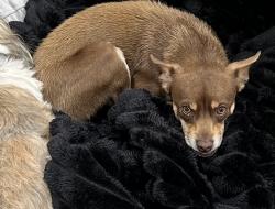 Lost Male Dog last seen Between Golder and West county , Odessa, TX 79763