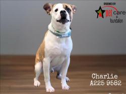 Shelter Stray Male Dog last seen , Los Angeles, CA 90047