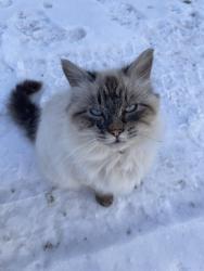 Reunited Male Cat last seen 11th Ave SW and 60th St SW, Rochester, MN 55902