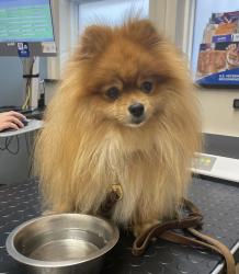 Found/Stray Male Dog last seen 38th & Irving, San Francisco, CA 94122