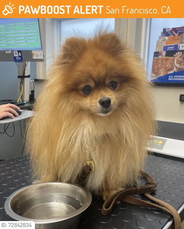 Found/Stray Male Dog last seen 38th & Irving, San Francisco, CA 94122