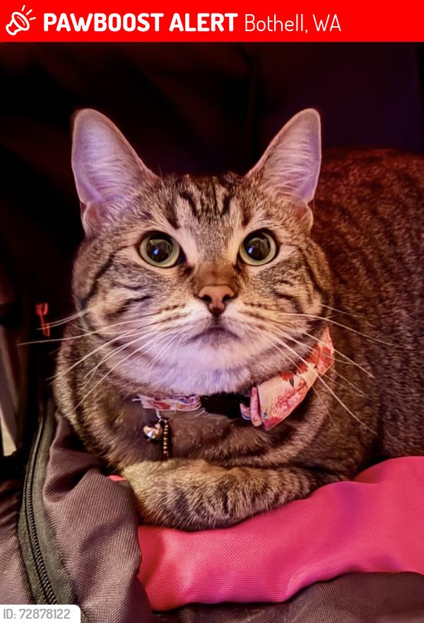 Lost Female Cat last seen Near 182nd st SE Tambark Springs neighborhood , Bothell, WA 98012