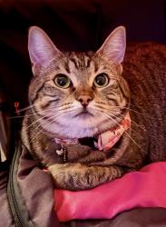 Lost Female Cat last seen Near 182nd st SE Tambark Springs neighborhood , Bothell, WA 98012