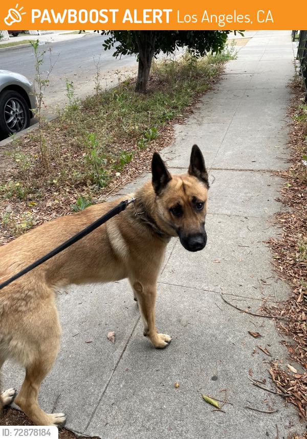 Found/Stray Male Dog last seen Near Hart St, Reseda, CA 91335, Los Angeles, CA 91335