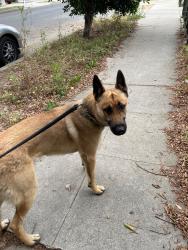Found/Stray Male Dog last seen Near Hart St, Reseda, CA 91335, Los Angeles, CA 91335
