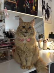 Lost Male Cat last seen Apex Friendship High School , Apex, NC 27502