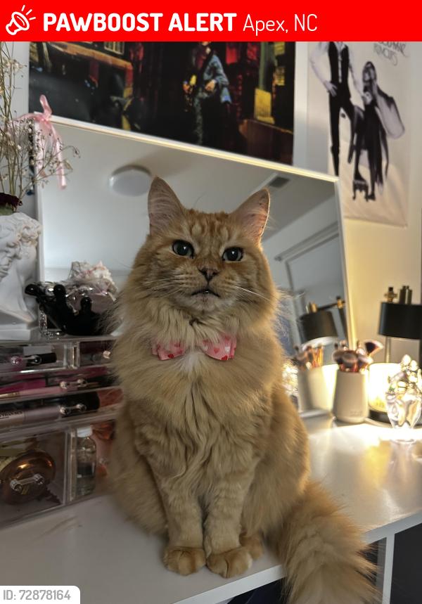 Lost Male Cat last seen Apex Friendship High School , Apex, NC 27502