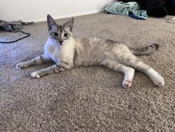 Found/Stray Female Cat last seen Xena Bugz Lookout in portland oregon , Portland, OR 97214